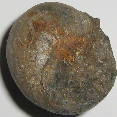 Ampullina vulcani (Brongniart, 1823)